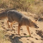 South American grey fox in Patagonia, Argentina