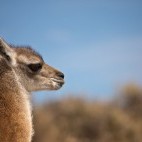 Guanaco in Argentina