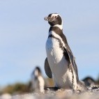 Magellanic penguins in Punta Tombo, Argentina