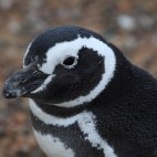 Magellanic penguins in Punta Tombo, Argentina