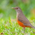 Rufous-bellied thrush in Argentina