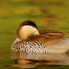 Silver teal in Argentina