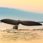 Southern right whale tail in Valdes Peninsula, Argentina
