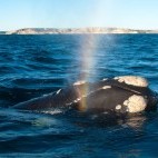 Southern right whale in Valdes Peninsula, Argentina