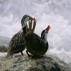 Torrent duck in Los Gaciares National Park, Argentina