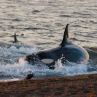 Orca in Valdes Peninsula, Argentina