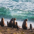 Sea lion in Valdes Peninsula, Argentina