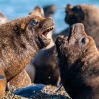 Sea lion in Valdes Peninsula, Argentina