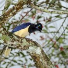 Plush crested jay near Iguazu, Argentina