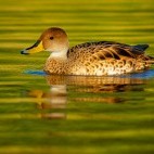 Yellow-billed pintail in Argentina