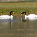 Black-necked swans in Torres del Paine National Park, Chile.