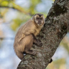 Tufted capuchin in the Pantanal, Brazil.