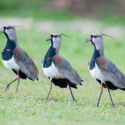 Lapwing southern plover in Brazil.