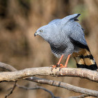 Adult crane hawk in Brazil.