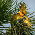 Blue-and-yellow macaw in Brazil.