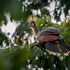 Hoatzin in Brazil.