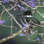 Amazon kingfisher in Brazil.