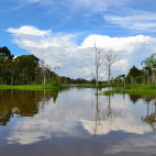 Amazon River and rainforest in Brazil