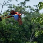 Scarlet macaws in the Amazon.