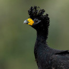 Bare-faced curassow in Brazil.