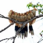 Guira cuckoo in Brazil.