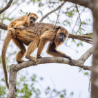 Black-and-gold howler monkey in Brazil.