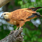 Black-collared hawk in Brazil.