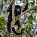 Black howler monkey in the Pantanal.