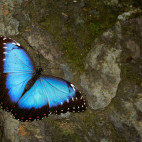 Blue morpho in Brazil