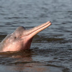 Boto Amazon river dolphin in Brazil