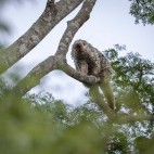 Brazilian porcupine in Brazil.