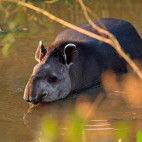 Brazilian tapir
