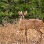 Brocket deer in Brazil