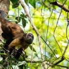 Brown capuchin in Brazil