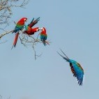 Red-and-green macaws in Buraco das Araras, Brazil.