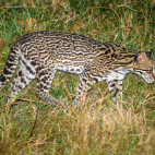 Ocelot in Brazil.