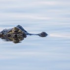 Caiman in Brazil.
