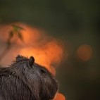 Capybara in Brazil.