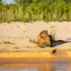 Capybara in Brazil.