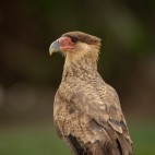 Caracara in Porto Jofre, Brazil.