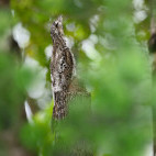 Common potoo in Brazil.