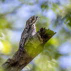 Common potoo in Brazil.