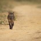Crab-eating fox in Brazil.