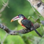 Curl-crested aracari in Brazil.