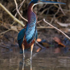 Agami heron in Cristalino Reserve, Brazil.