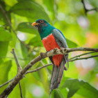 Black-tailed trogon in Cristalino Reserve, Brazil.