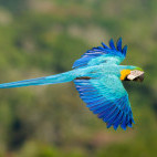 Blue-and-gold macaw in Cristalino Reserve, Brazil.