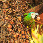 Chestnut-fronted macaw in Cristalino Reserve, Brazil.