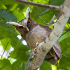 Crested owl in Cristalino Reserve, Brazil.