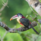 Curl-crested aracari in Cristalino Reserve, Brazil.